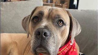 Patrick and Brittany Mahomes' dog is named Steel. He's a very good boy, and his moniker was inspired by none other than our Pittsburgh Steelers.Brittany spilled the beans in